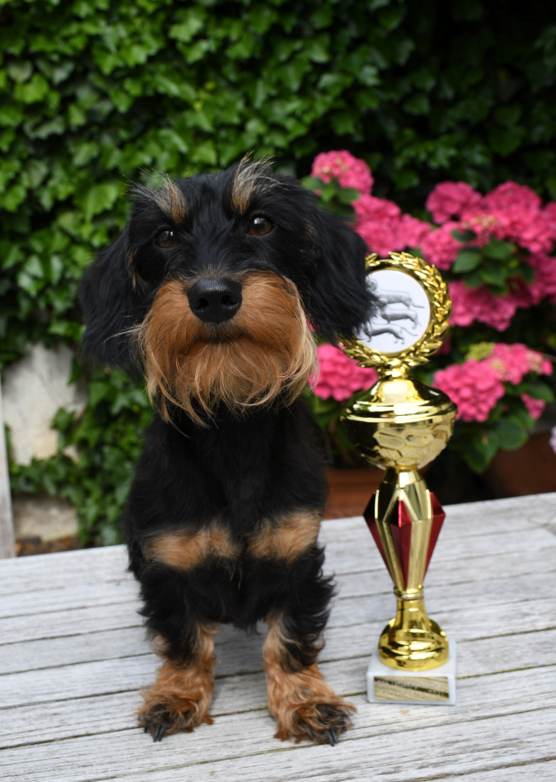Landessieger - Ausstellung Dachshundklub Württemberg und Hohenzollern in Herrenberg
