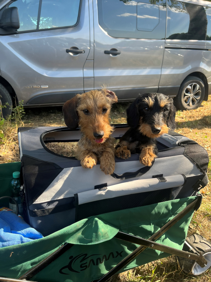 1. Nationale Rassehunde-Ausstellung in Hallbergmoos