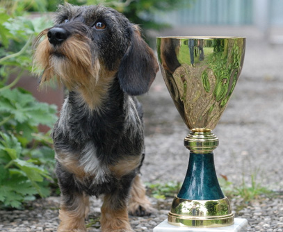Nationale und Internationale Rassehundeausstellung in Erfurt