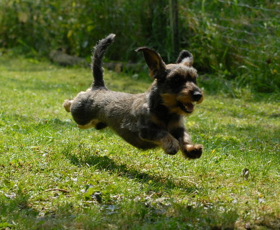 Deckelrennen am Hundeplatz in Lauf-Neuhof