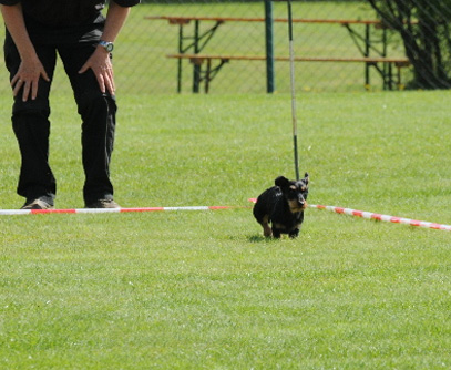 Dackelrennen der Sektion Nürnberg in Großhabersdorf