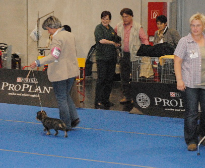 Int. Rassehundeausstellung 2010 in Salzburg