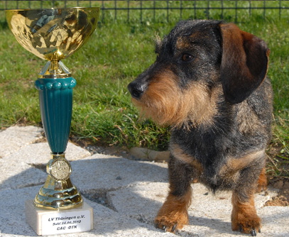 Spezial-Rassehunde-Ausstellung in Suhl / Thüringen