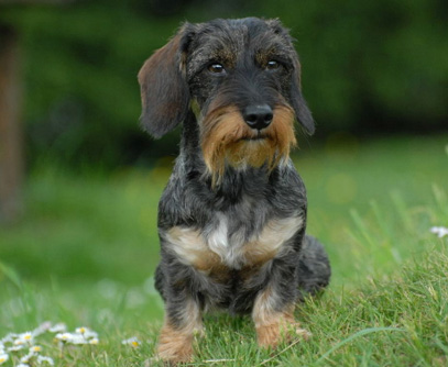 Champion Internation d'Exposition C.I.E 2011