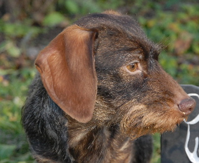 Spezialausstellung LV Rheinland-Pfalz/Saarland in Kaiserslautern