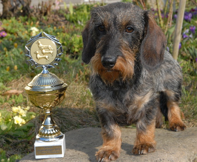 Landessieger-Ausstellung LV Rheinland-Pfalz/Saarland in Kleinmaischeid
