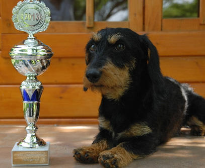 Internationale Rassehunde-Ausstellung Erfurt 2013