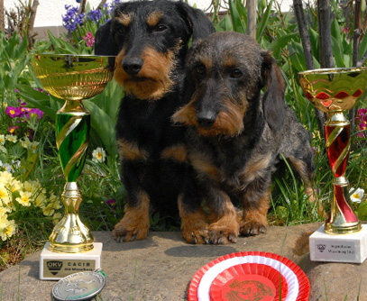Internationale Rassehundeausstellung 2013 in Wieselburg