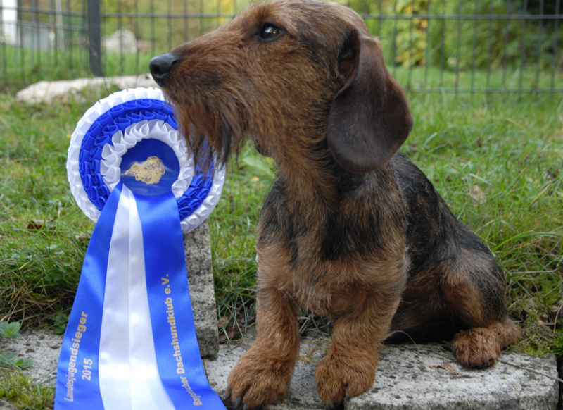 zelig del gotha landesjugendsieger2015